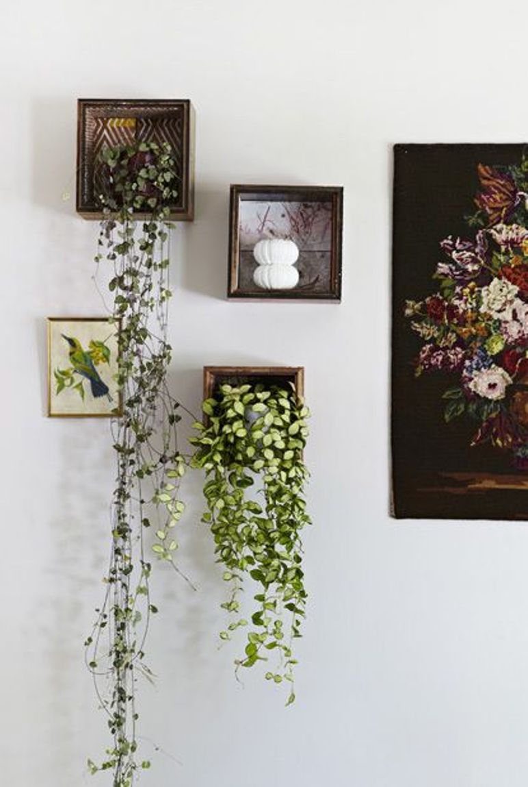 10 preciosas formas de decorar con plantas