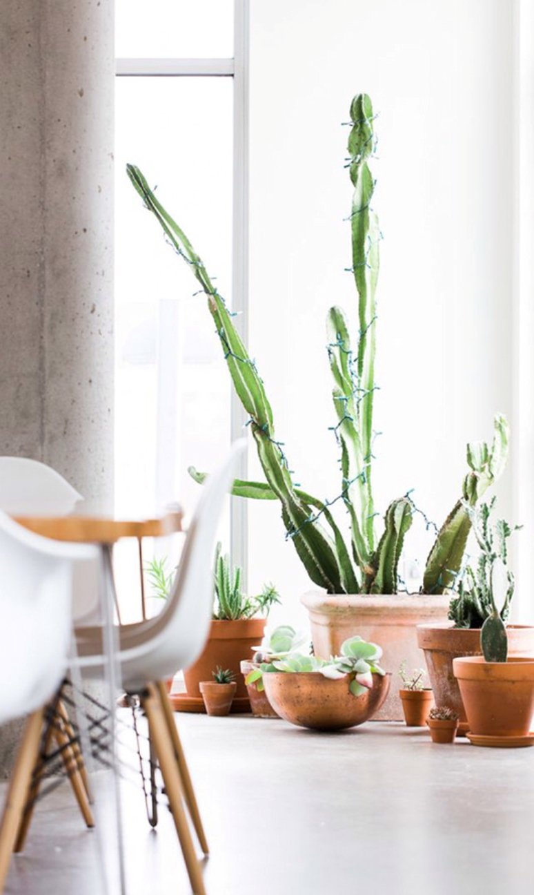 Inspiración para decorar con plantas