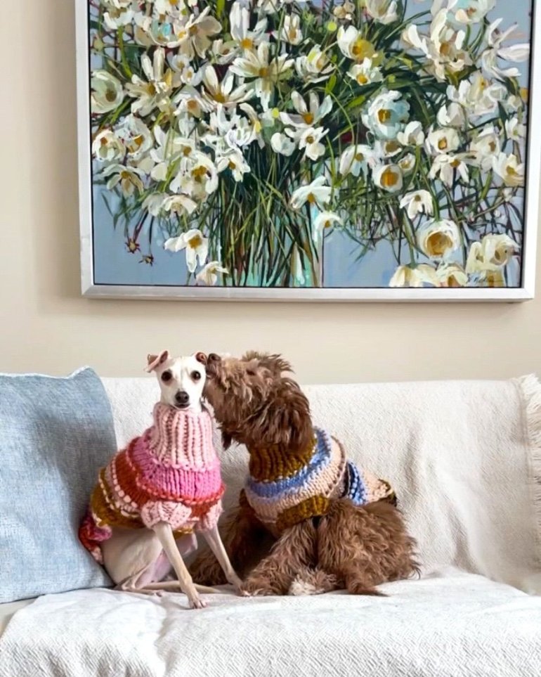 Els millors accessoris per al teu gos