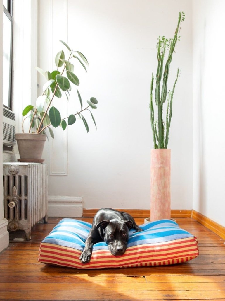 Els millors accessoris per al teu gos