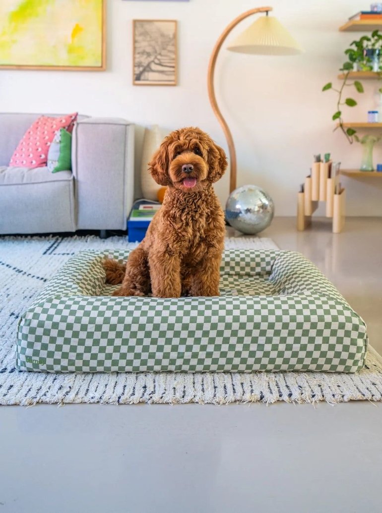 Els millors accessoris per al teu gos