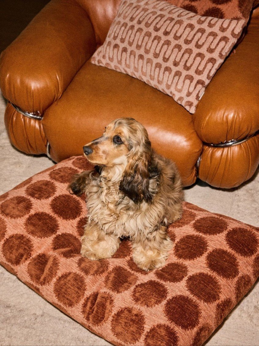 Els millors accessoris per al teu gos