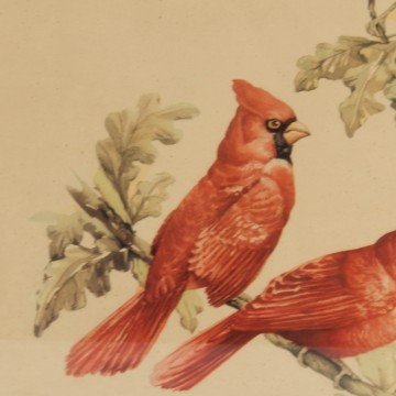 Lámina de pájaros rojos