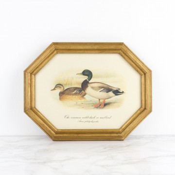 Lámina de patos enmarcada