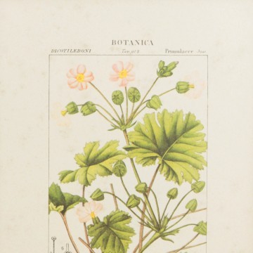 Pareja de láminas botánicas antiguas