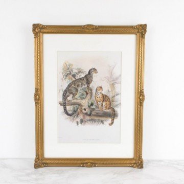 Lámina enmarcada felinos