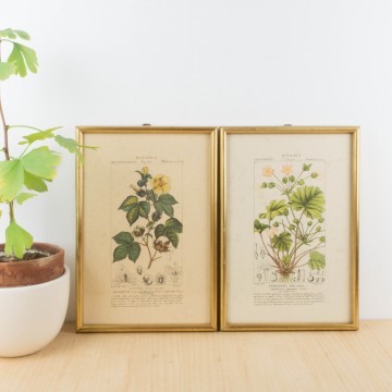 Pareja de láminas botánicas antiguas