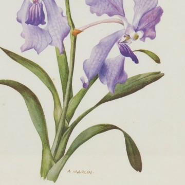 Lámina botánica antigua, género Iris