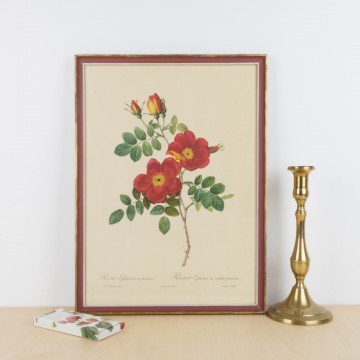 Lámina botánica antigua, Rosa eglanteria