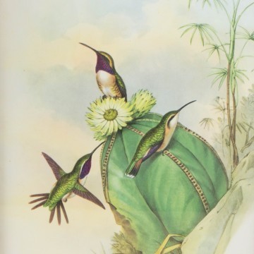 Lámina antigua de cactus con colibrís