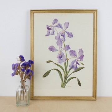 Lámina botánica antigua, género Iris