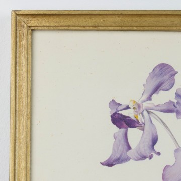 Lámina botánica antigua, género Iris