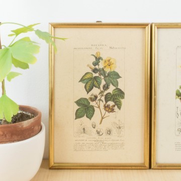 Pareja de láminas botánicas antiguas
