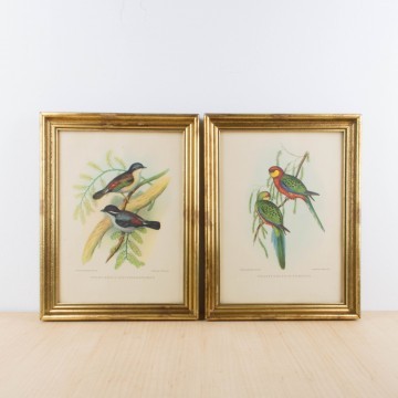 Pareja de láminas antiguas de pájaros