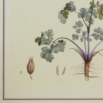 Lámina botánica antigua, género Aquilegia