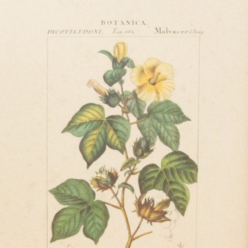 Pareja de láminas botánicas antiguas
