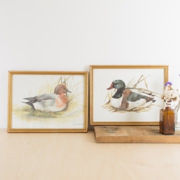 Pareja de láminas de patos 