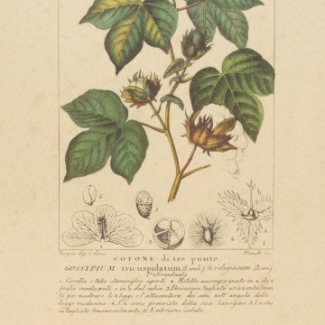 Pareja de láminas botánicas antiguas