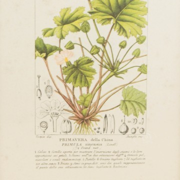 Pareja de láminas botánicas antiguas