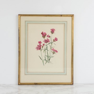 Lámina botánica, clavelinas