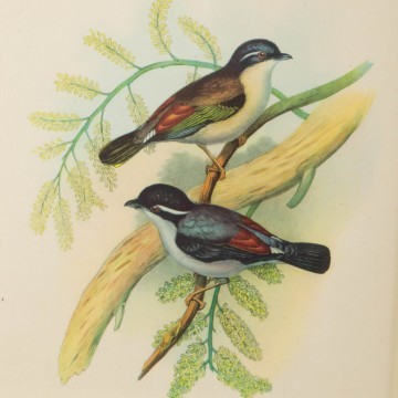 Pareja de láminas antiguas de pájaros