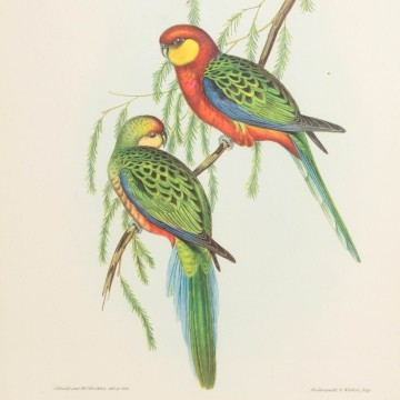 Pareja de láminas antiguas de pájaros