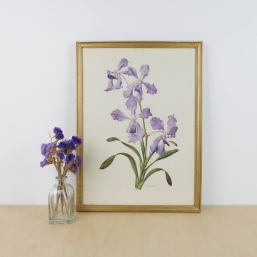 Lámina botánica antigua, género Iris