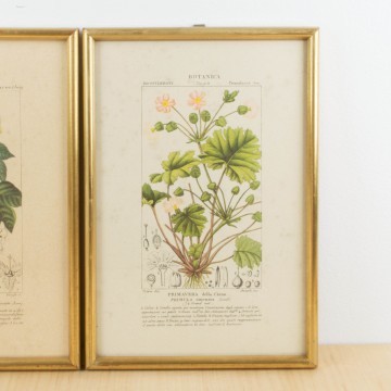 Pareja de láminas botánicas antiguas