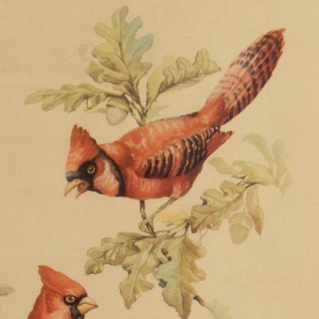 Lámina de pájaros rojos