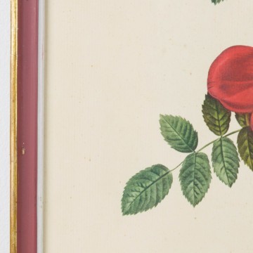 Lámina botánica antigua, Rosa eglanteria