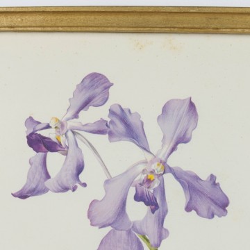 Lámina botánica antigua, género Iris