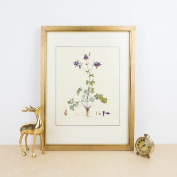 Lámina botánica antigua, género Aquilegia