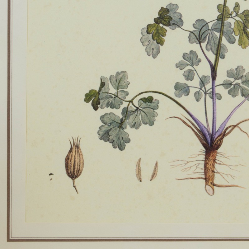 Lámina Botánica Álamo, siglo XIX