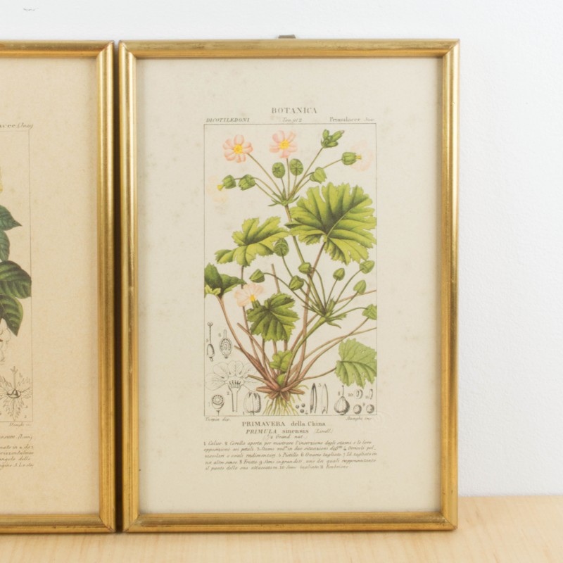Pareja de láminas botánicas antiguas, Flora y fauna